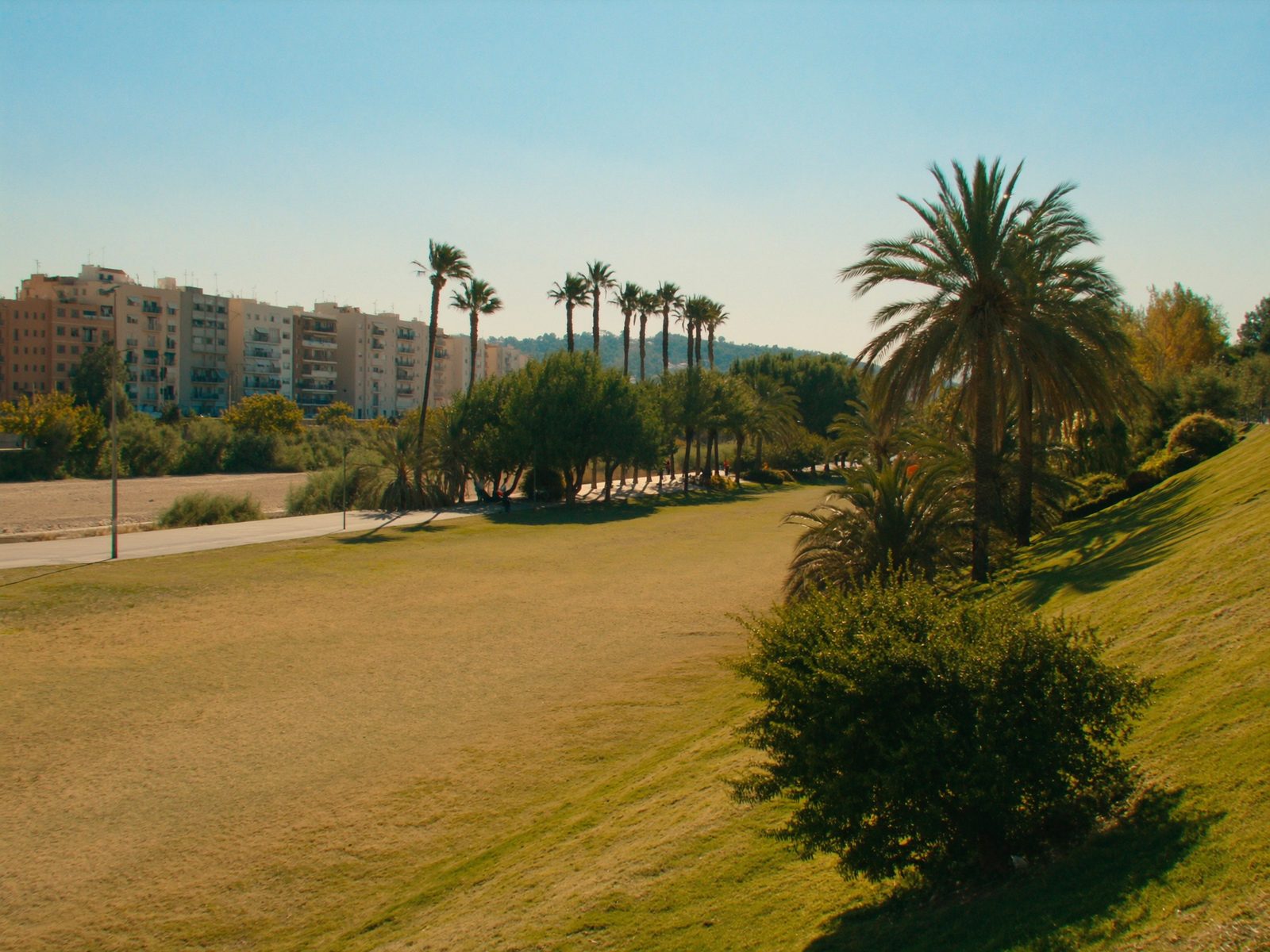 Green lawns and palm trees along the Turia Gardens park in Valencia